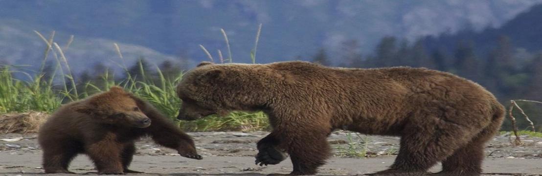 Bear Viewing In Alaska