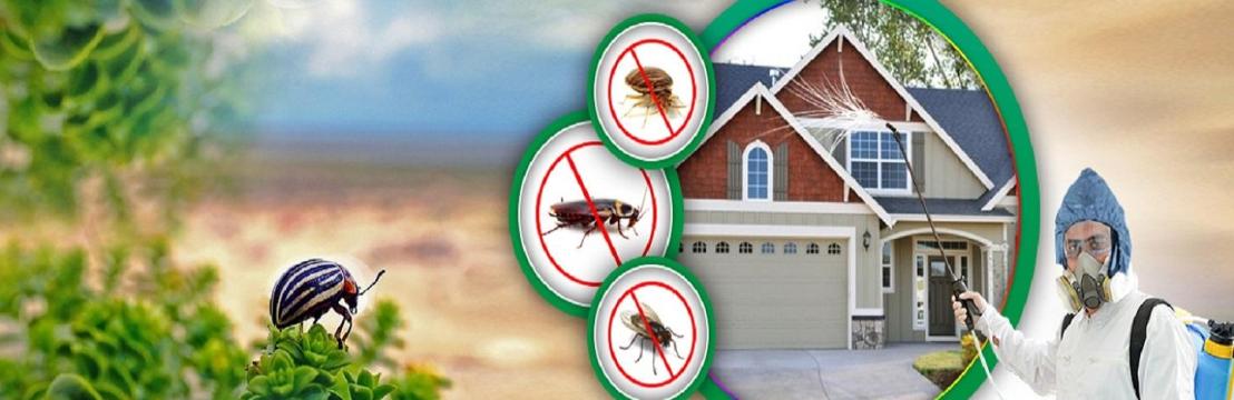 Bed Bugs Control  Brisbane