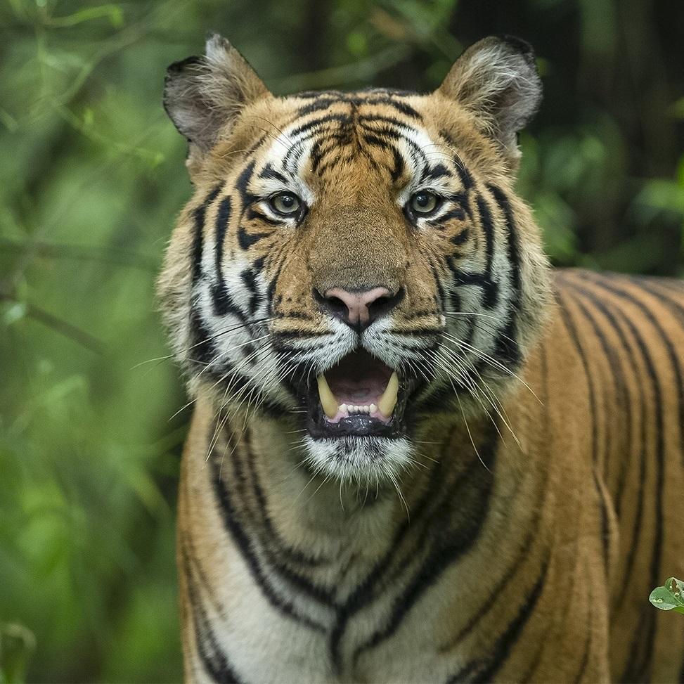 Sundarban Tourism