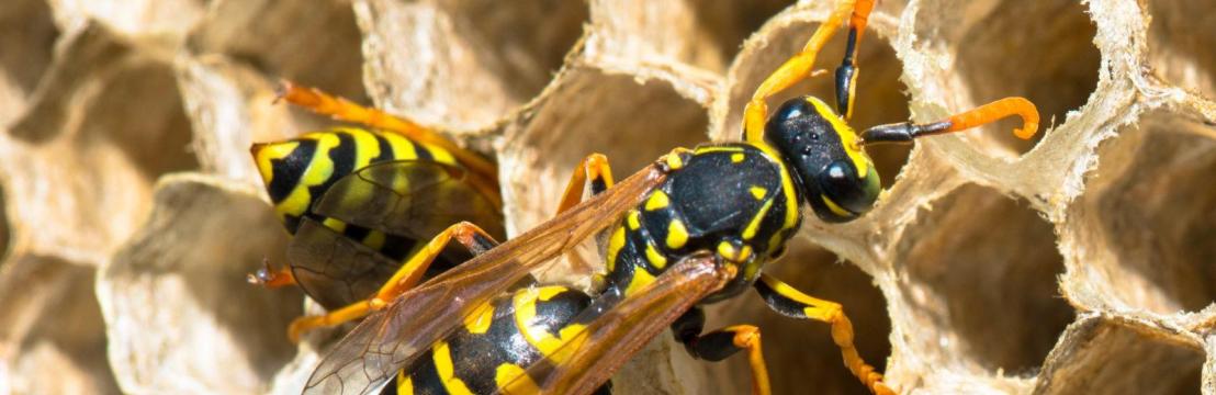 Frontline Wasp Control Adelaide