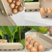 Eggcartons Inbulk